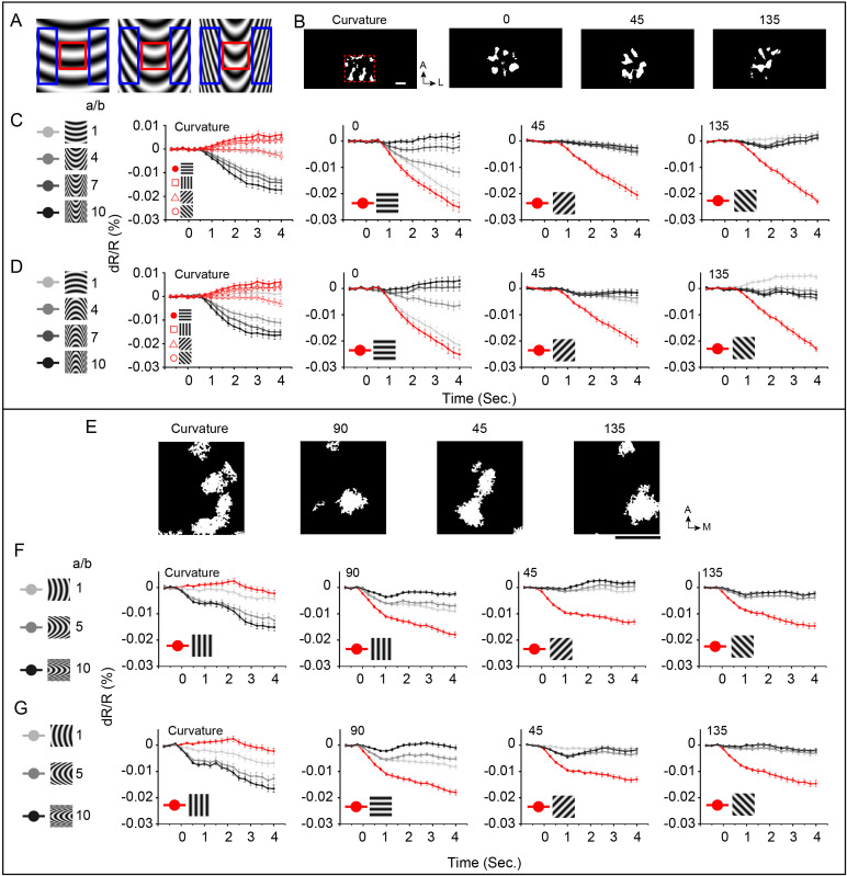 Figure 7—figure supplement 2.