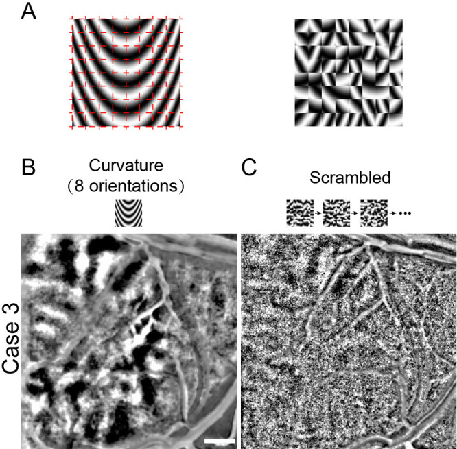 Figure 2—figure supplement 6.