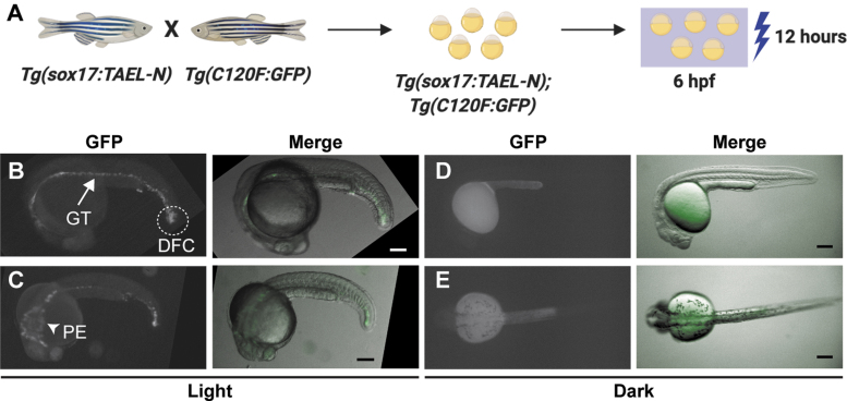 FIG. 4.