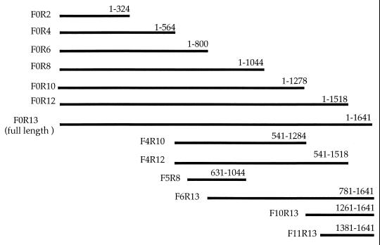 FIG. 1