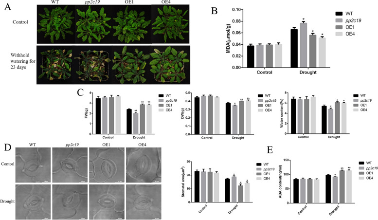 Fig. 8