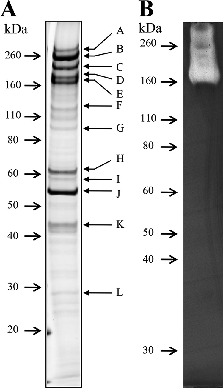 FIG 1