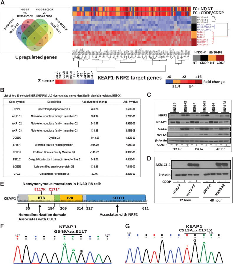 Figure 2. Acquisition of cisplatin resistance is accompanied by dysregulation of the KNC pathway in vivo in HNSCC. Primary tongue tumor tissues were obtained from mice injected with HN30-P (parental) and HN30-R8 cell lines untreated or treated with CDDP and subjected to RNA-seq analysis as indicated previously. A, Venn diagram showed 462 genes were upregulated basally in untreated (NT) HN30-R8 vs. untreated HN30-P that remained upregulated in resistant cells plus CDDP versus parental cells plus CDDP. A total of 717 genes were upregulated in CDDP-treated HN30-R8 versus HN30-P cells. Only 3 genes were upregulated in HN30-R8 cells treated with CDDP. Approximately 85 KNC target genes were upregulated in the HN30-R8 versus HN30-P cells, irrespective of CDDP treatment. Heatmap (depicted in Fig. A, right) shows Z-scores of FPKM expression for 85 KNC genes significantly enriched and upper annotation denotes average fold change of HN30-R8 versus parental HN30-P untreated (NT) or with CDDP treated cells. B, Table showing the top 10 selected genes including KEAP1/NRF2-regulated genes and their functions in mice tumors. C and D, Expression of KEAP1/NRF2 selected genes validated by Western blot analysis. E, positions of nonsynonymous mutations on the functional domains of KEAP1 detected in the CDDP-resistant HN30-R8 but not in the parental HN30-P cells using WES analysis as indicated. F and G, representative Sanger sequencing chromatograms of the KEAP1 mutations shown in E.