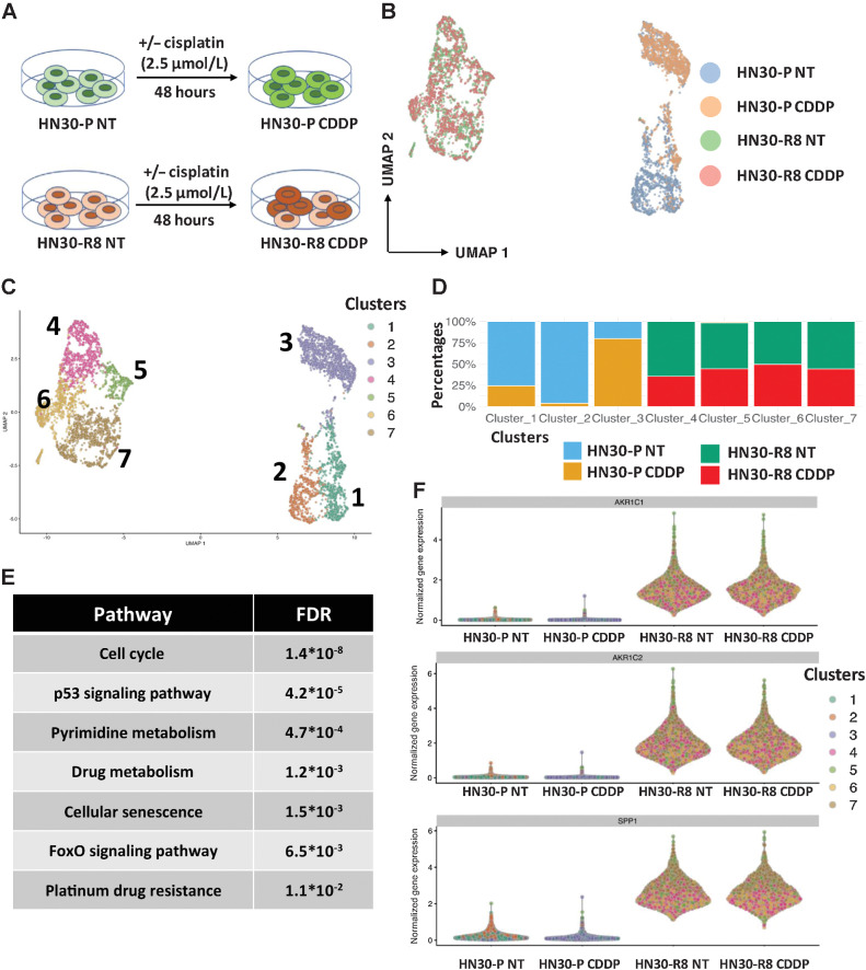 Figure 4. scRNA-seq revealed enrichment of a KNC gene signature in cisplatin resistant HNSCC cells. A, experimental model in which HN30-P and HN30-R8 cells were collected after 48 hours of treatment with an optimal dose of 2.5 μmol/L CDDP which causes minimal apoptotic cell death and then processed for single-cell gene expression profiling as described in Methods. B and C, UMAP clustering analysis of all 4 cell lines tested, where panel B shows the cell labels and panel C shows the clusters. D, relative representation of each cell sample in cell clusters. E, pathway analysis of genes activated upon CDDP treatment in HN30-P parental cell lines. F, violin plot showing upregulated expression of selected KNC primary target genes in HN30-R8 cells with and without CDDP treatment.