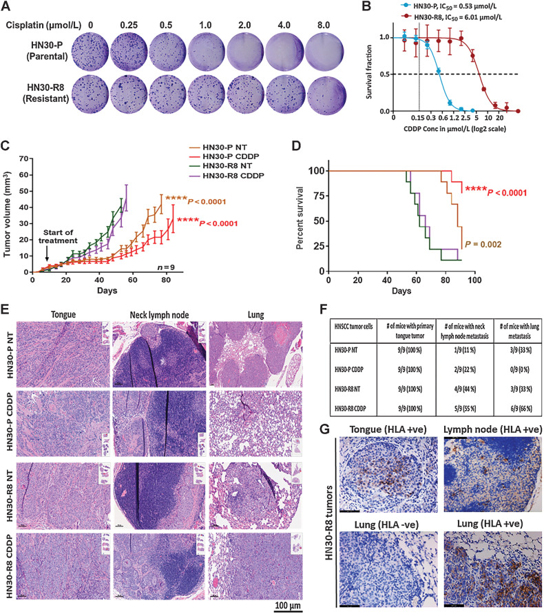 Figure 1. Acquired cisplatin resistance enhances tumor formation and DM in vivo in an orthotopic mouse model of oral tongue cancer. HN30-P and HN30-R8 cells were plated on 6-well dishes, treated with various concentrations of CDDP in vitro and subjected to clonogenic survival assays as indicated. A and B, representative images of clonogenic survival and curves indicating decreased cisplatin sensitivity in CDDP-resistant HN30-R8 cells. HN30-P and its CDDP-resistant derivative, HN30-R8, were orthotopically injected into the tongues of male athymic nu/nu mice and treated intravenously via tail injection with 4 mg/kg of CDDP for 4 weeks. Tumor growth was routinely monitored with a standard caliper and is reported as tumor volume means ± SEM. C, Tumor growth curves calculated after 4 weeks of injection. Statistical analysis was performed by a one-way ANOVA test. ****, P < 0.0001 CDDP-resistant versus sensitive. D, Kaplan–Meier survival curve for OS of mice injected with HN30 parental or CDDP-resistant cells with and without CDDP treatment. E, H&E representative images of the primary tongue, lymph and lung metastatic tumors. F, Percentage of tumor incidence in tongue, neck lymph nodes, and lungs in mice treated with CDDP. G, representative images of positive human HLA immunostaining confirming the human cell origin of the metastases in the lymph nodes and lungs. The HLA antibody staining is shown in brown and DAPI counterstain is shown in blue.