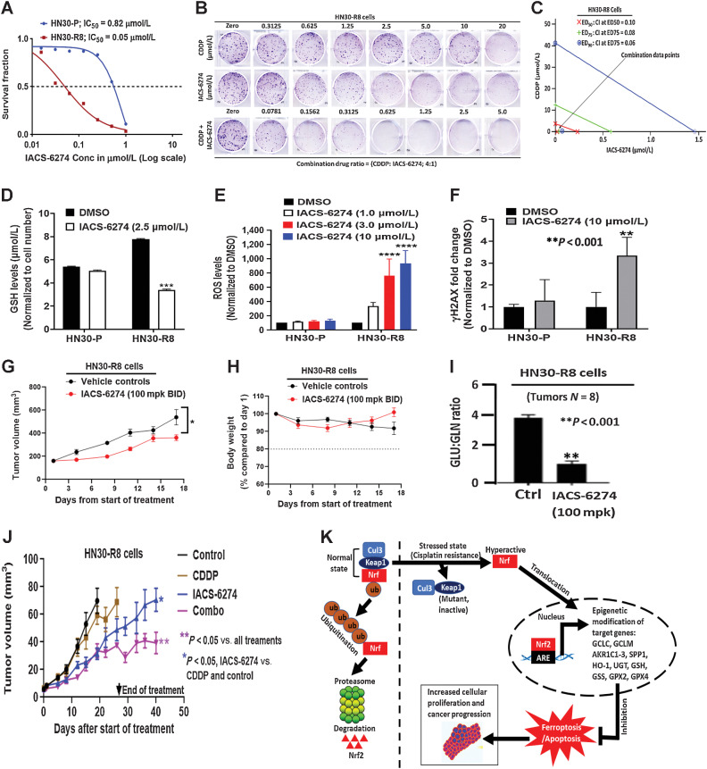 Figure 6. Glutaminase synthase inhibition disrupts redox balance and overcomes acquired cisplatin resistance in vitro and in vivo. A, IC50 values obtained from clonogenic survival curves showing that HN30-R8 are more sensitive to the glutaminase synthase inhibitor (IACS-6274) in vitro compared with their parental HN30-P counterparts. B, representative images of clonogenic survival assays in HN30-R8 cell lines treated with combination of CDDP and IACS-6274. C, isobolograms assessed by Chou and Talalay CI indicate strong synergism with combination of CDDP and IACS-6274 in HN30-R8 cells. The CI < 1.0 indicates synergism. Addition of IACS-6274 to CDDP resulted in CI = 0.10 at the effective dose (ED50) that killed 50% of the cells following treatment with the two drugs. D, reduced levels of GSH (***, P < 0.001) in HN30-R8 cells following treatment with IACS-6274. E, ROS levels are significantly elevated (****, P = 0.0001) after treatment with various doses of IACS-6274 in HN30-R8 compared with HN30-P cells in vitro. F, treatment with IACS-6274 increases expression of the DNA damage response marker, H2AX in HN30-R8 compared with HN30-P cells. Mice injected with HN30-R8 cells were treated with IACS-6274 as described in Methods. G, single-agent IACS-6274 activity was observed with 100 mg/kg twice a day dosing regimen (*, P = 0.03 two-way ANOVA) and was well tolerated (H). Treatment with IACS-6274 for 8 hours decreases GLU/GLN ratio indicating target engagement with the dose used (I). Nude male mice were injected orally with the HN30-R8 CDDP-resistant cells and treated with vehicle control, CDDP, IACS-6274 alone and in combination with CDDP as described in Methods. J, IACS-6274 showed single agent activity, enhanced CDDP sensitivity and decreased tumor growth. K, Proposed signaling model of acquired CDDP resistance in HNSCC. Under non-stressed conditions, KEAP1 directs ubiquitin-mediated degradation of NRF2 via proteasomes. Under oxidative stress generated by CDDP resistance, KEAP1 is mutated, NRF2 is stabilized and promotes transcription of ARE-containing genes associated with epigenetic modification of its downstream target genes. The hyperactivated NRF2 can protect the HNSCC cells from oxidative stress via suppression of ferroptotic and/or apoptotic cell death leading to enhanced cellular proliferation and accelerated tumor progression.