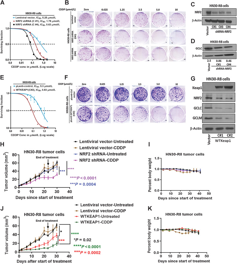 Figure 3. NRF2 targeted suppression or restoration of WT KEAP1 inhibits in vitro and in vivo tumor growth. HN30-R8 cells were transduced with NRF2 shRNA and WT KEAP1 constructs and the established stable cell lines were subjected to clonogenic survival assays following CDDP treatment and compared with control transfected cells as described in Methods. A and B, survival curves and representative clonogenic survival images showing that CDDP resistance is reversed in HN30R8 following NRF2 shRNA KD. C and D, Western blots confirming successful KD of NRF2, associated with decreased GCLC downstream target proteins in clones, C#1, C#3, and C#4 respectively. E and F, survival curves and representative clonogenic survival images showing that CDDP resistance is also reversed in HN30-R8 after restoring WT KEAP1. G, reduction in downstream targets GCLC and GCLM following the restoration of WT KEAP1 in clones, C#1 and C# 2 respectively. H–K, tumor growth curves and percent body weight loss in orthotopic mouse model during the treatment with CDDP respectively. Shown are measurements from oral tongues bearing HN30-R8 cells stably expressing, NRF2 shRNA or WT KEAP1 following treatment with CDDP (4 mg/kg) for 4 weeks as indicated. Tumor cells expressing the same lentiviral vectors were used as control and identical for experiments presented in H and I and J and K. Each treatment group contains 8 to 10 mice. All in vivo data were expressed as ± SEM and P values < 0.05 were considered significant.