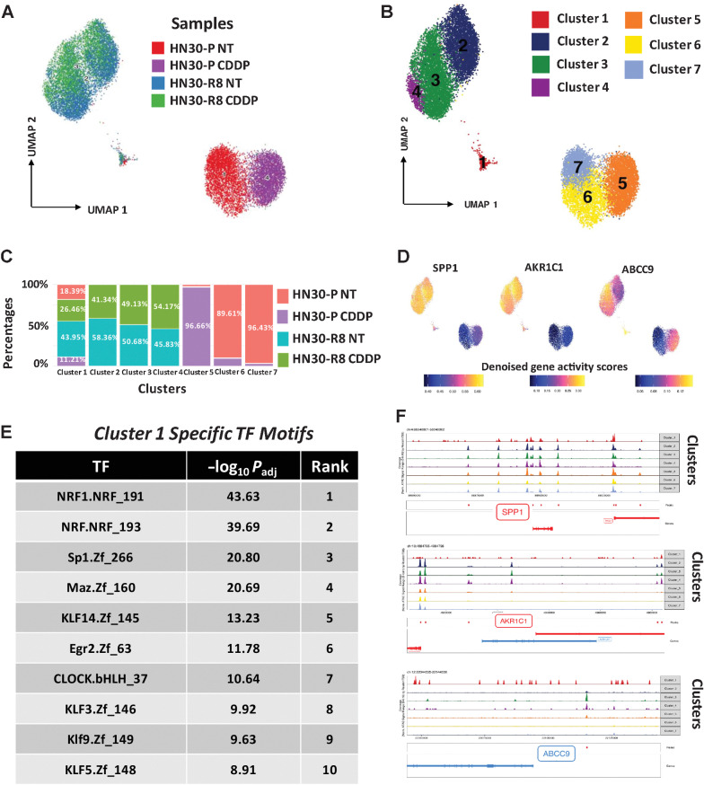 Figure 5. scATAC-seq analysis identified epigenomic features of cisplatin resistance. Parental HN30-P and CDDP-resistant HN30-R8 cells were treated with CDDP (2.5 μmol/L) and collected after 48 hours of treatment with an optimal dose of 2.5 μmol/L CDDP which causes minimal apoptotic cell death and then processed for scATAC gene expression profiling as indicated. A, UMAP clustering analysis and scATAC cell labels of all four cell lines tested. B, identification of 7 unique scATAC clusters in all 4 cells. C, relative representation of each cell sample in cell clusters. D, gene scores of KNC pathway targets and ABCC9 in specific clusters in CDDP-resistant HN30-R8 cells. E, specific transcriptional (TF) motifs overrepresented in the peaks enriched in Cluster 1. F, tracks showing aggregate ATAC-seq peaks for annotated genes in observed 7 clusters.