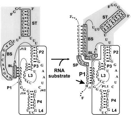 FIGURE 1.