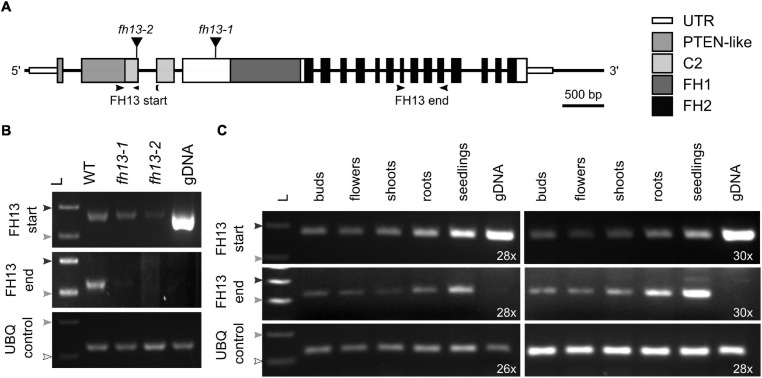 FIGURE 2