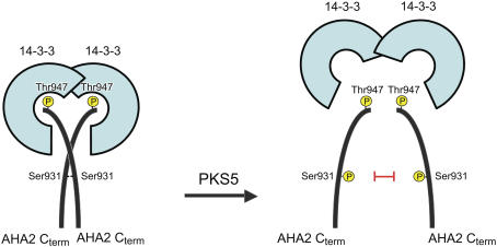 Figure 11.