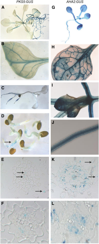 Figure 5.