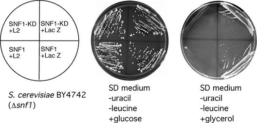 Figure 7.