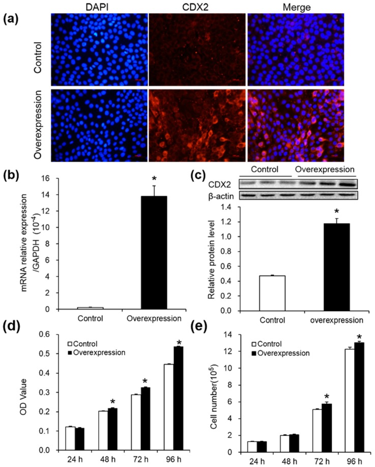 Cdx Stimulates The Proliferation Of Porcine Intestinal Epithelial