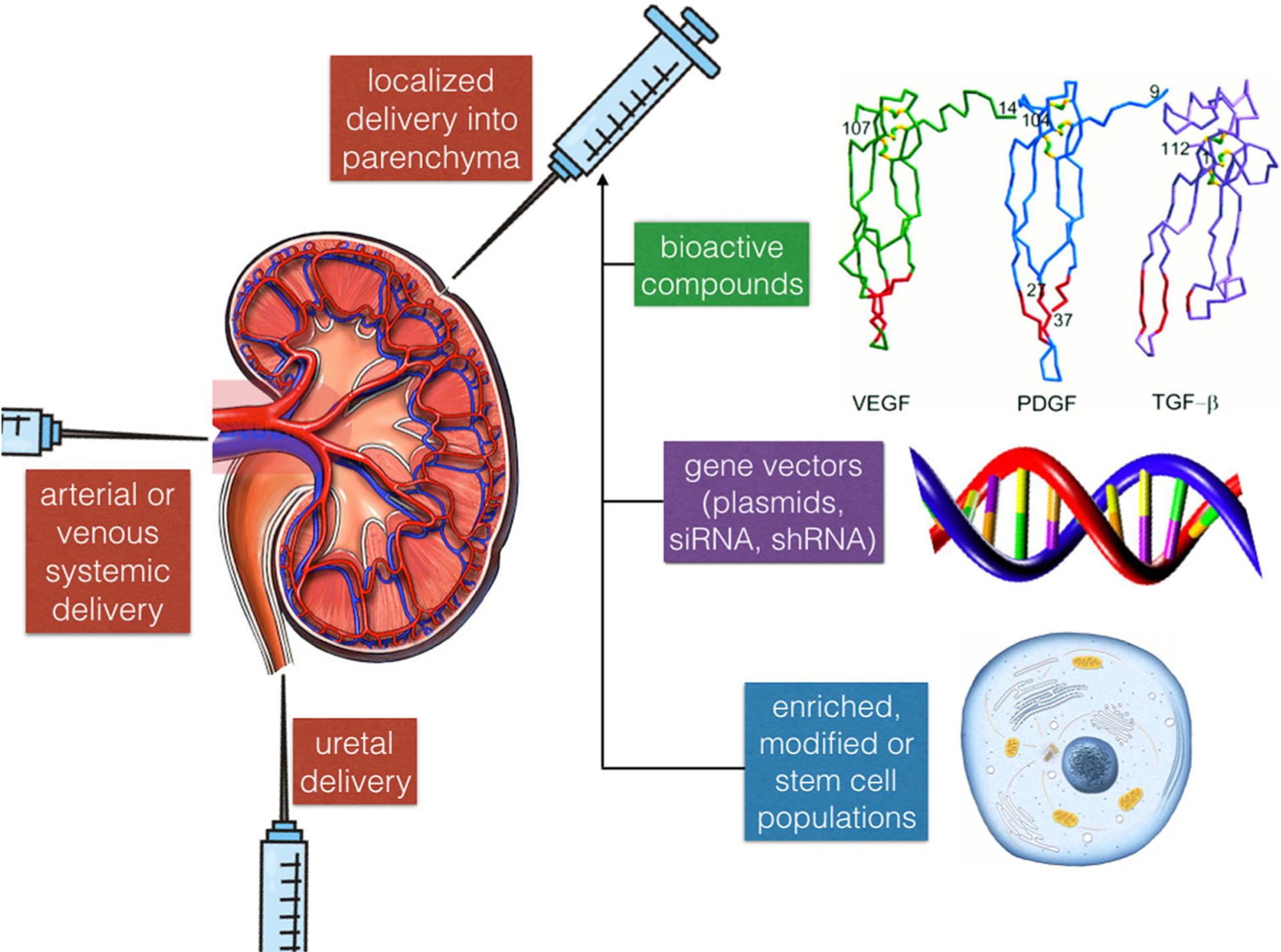 Bioartificial Kidneys - PMC