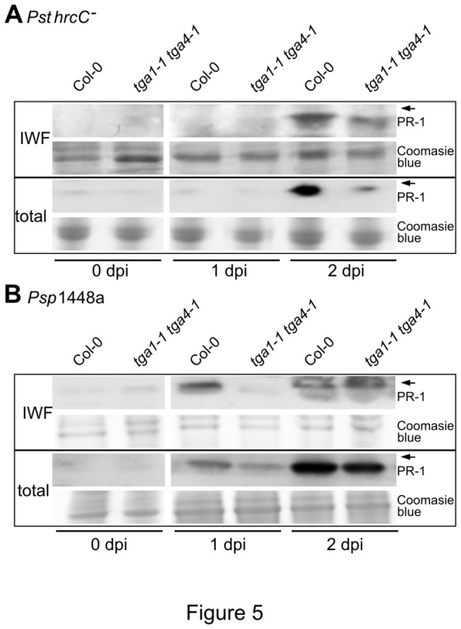 Figure 5