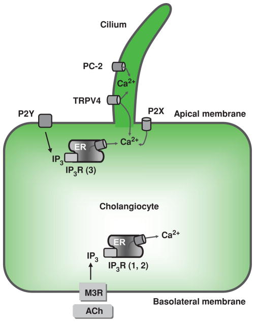 Figure 11