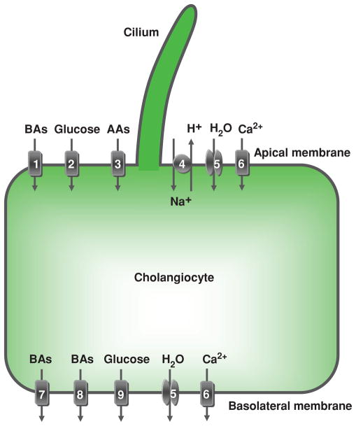 Figure 8