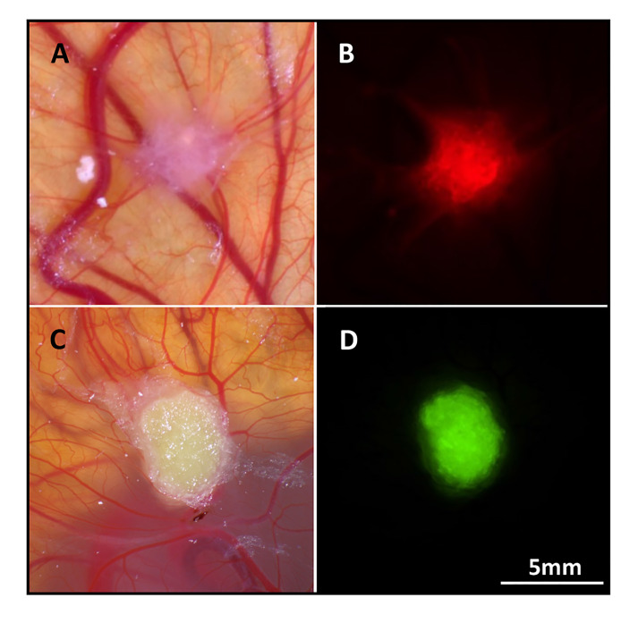 Figure 6.