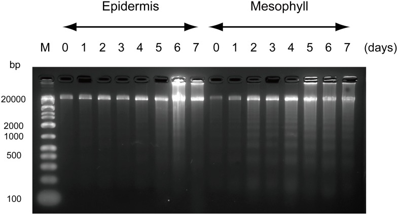 Fig 5