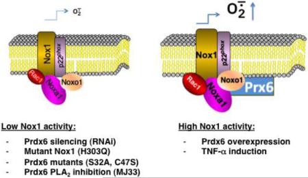 graphic file with name nihms-782826-f0001.jpg