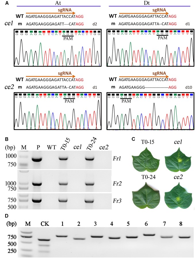 FIGURE 3