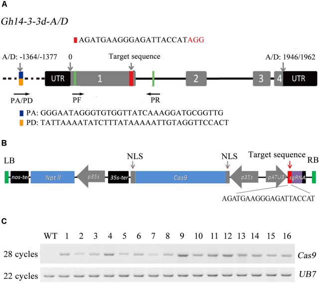 FIGURE 1