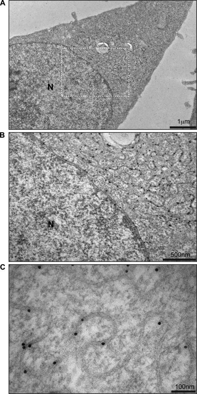 FIGURE 4.