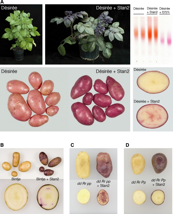 Fig. 8