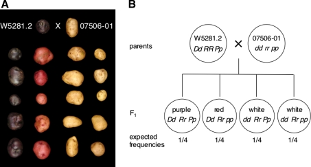 Fig. 1