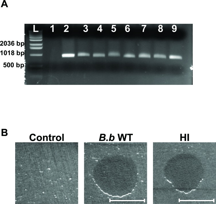 Fig. (2)