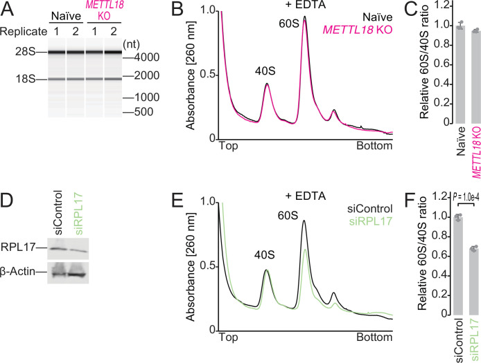 Figure 3—figure supplement 1.