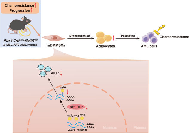 graphic file with name 41419_2023_6325_Figa_HTML.jpg