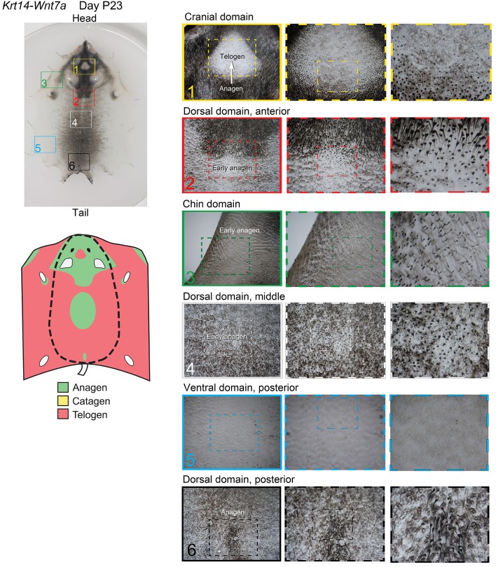 Appendix 1—figure 23.