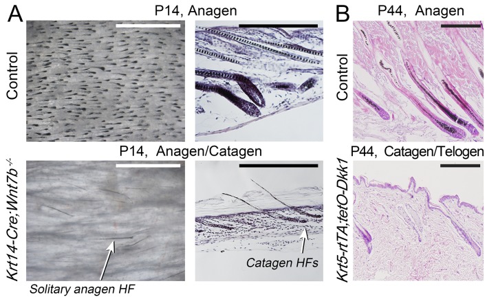 Appendix 1—figure 5.