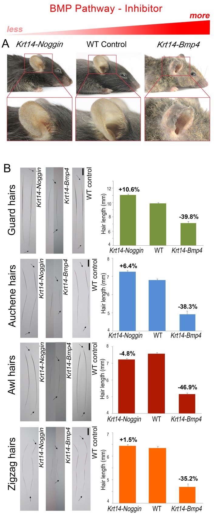 Appendix 1—figure 1.