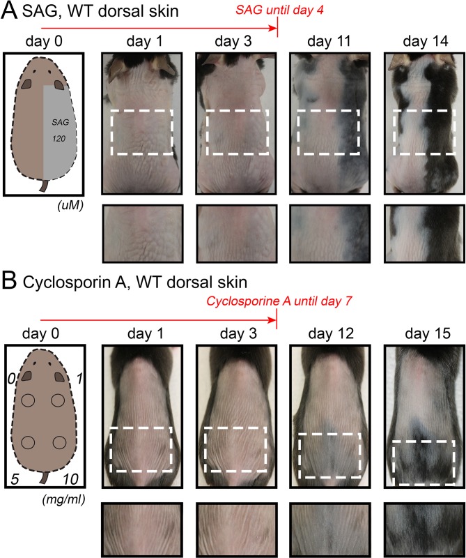 Appendix 1—figure 27.