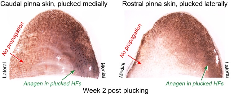 Appendix 1—figure 26.