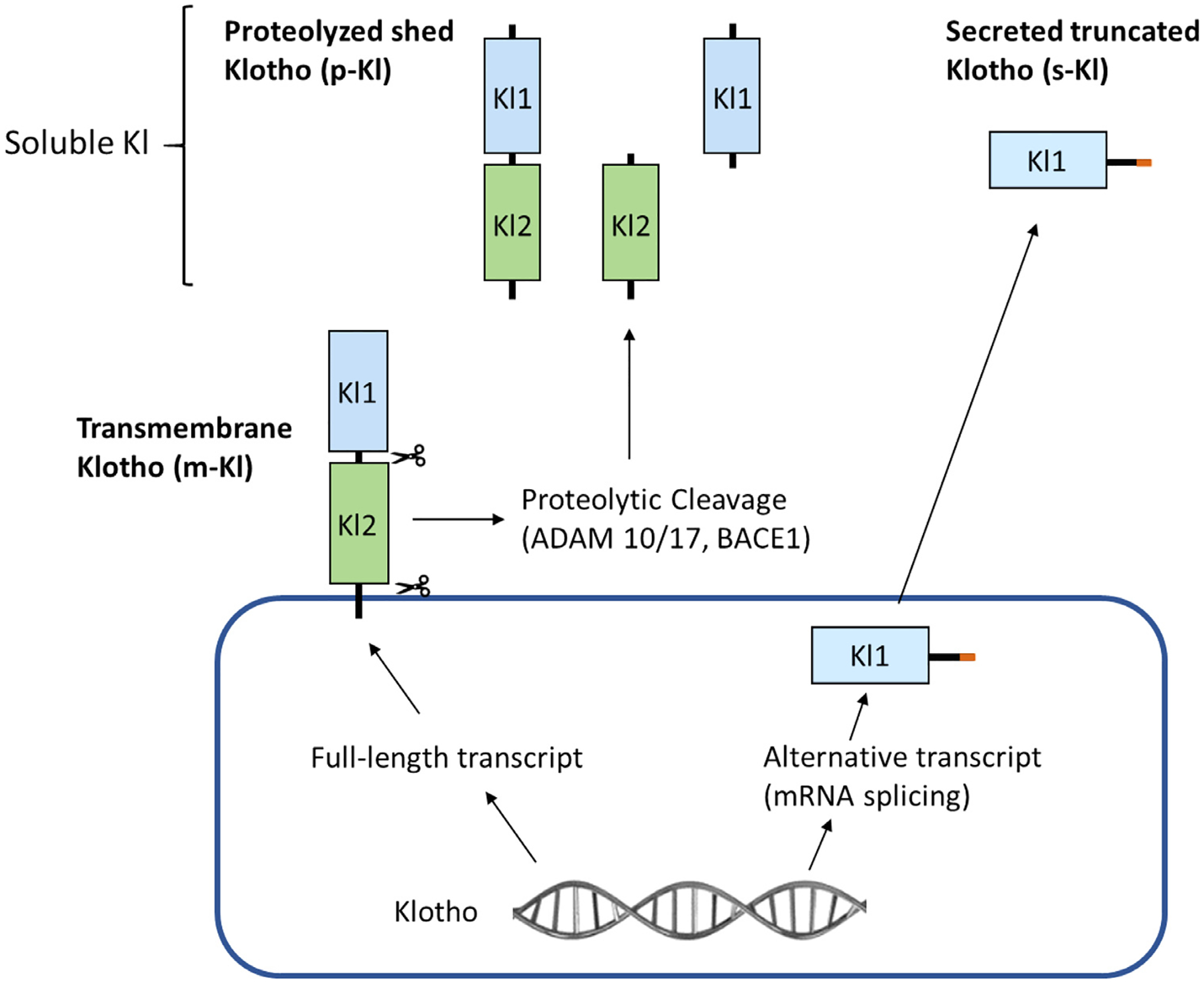 FIGURE 1.