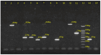 mPCR reveals serotype Ia, Ib, II, III, others, using markers and controls.