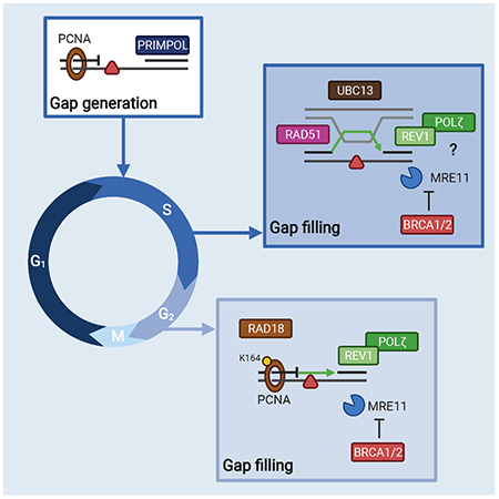 graphic file with name nihms-1741991-f0008.jpg