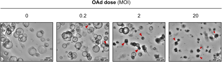 Figure 3