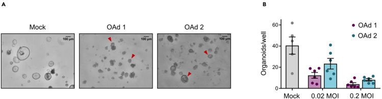 Figure 5