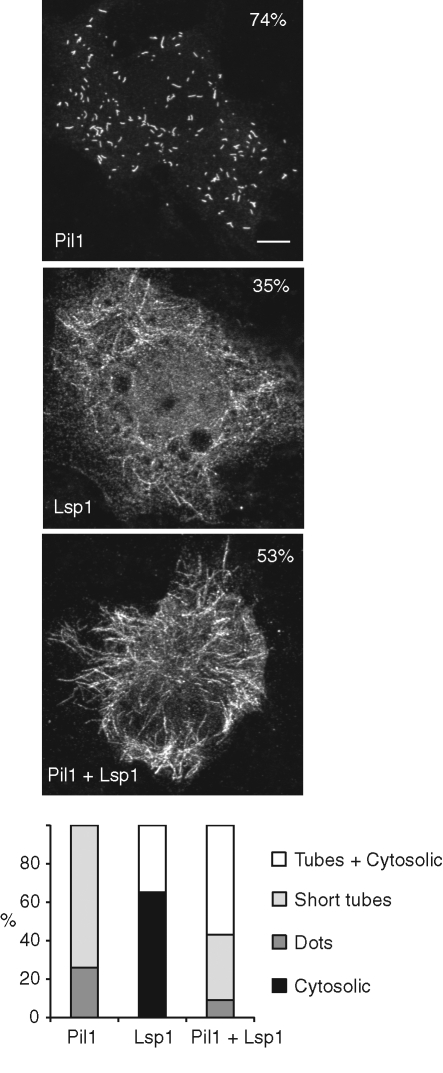 FIGURE 3: