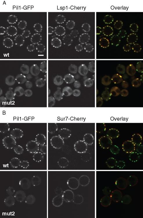 FIGURE 6: