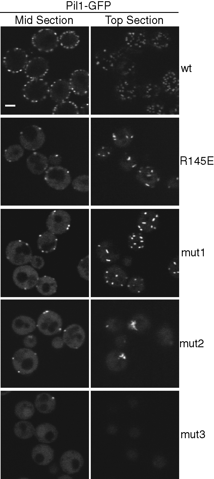 FIGURE 5: