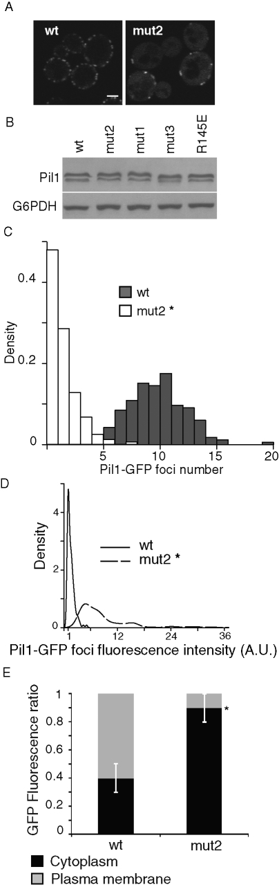 FIGURE 7: