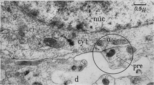 Fig. 11