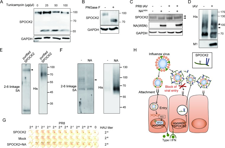 FIG 6