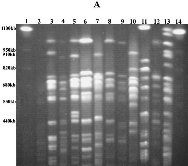 FIG. 1.